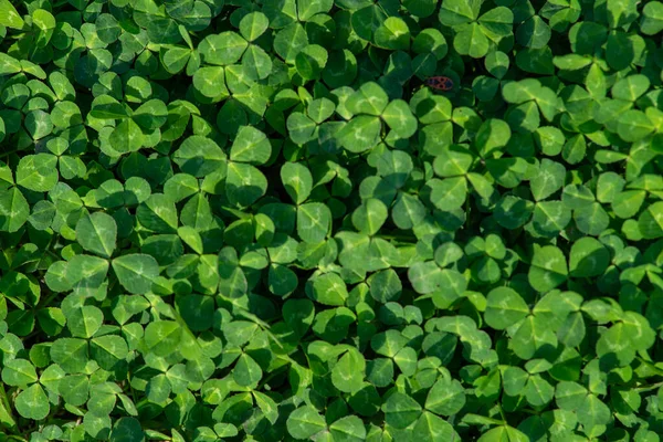Φυσικό Πράσινο Σκούρο Φόντο Φυτική Και Βοτανική Υφή Φύλλα Πράσινα — Φωτογραφία Αρχείου