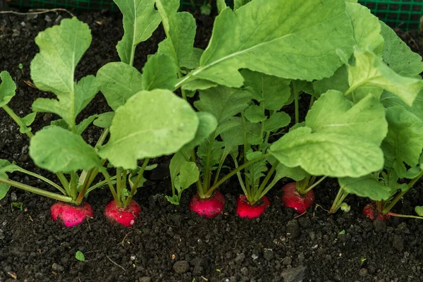 Organic Radish Grows Ground Soil Close Gardening Background Plants Harvest — Stock Photo, Image