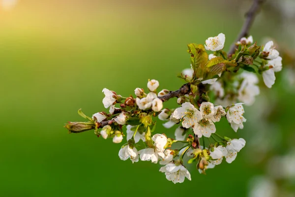 Weiße Blumen Eines Kirschblütenbaumes Nahaufnahme Frühlingszweig Zweig Zweig Schön Grün — Stockfoto