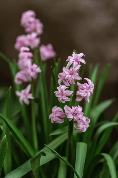 Luminosi Fiori Giacinto Rosa Crescono Sull Orto Primavera Primo Piano — Foto Stock