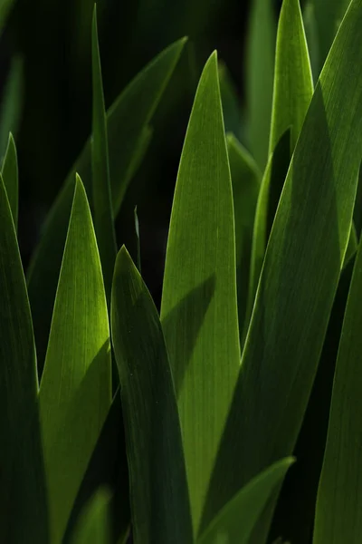 Iris Blätter Sonnenuntergang Licht Junge Knospe Blume Frühling Grün Abstrakter — Stockfoto