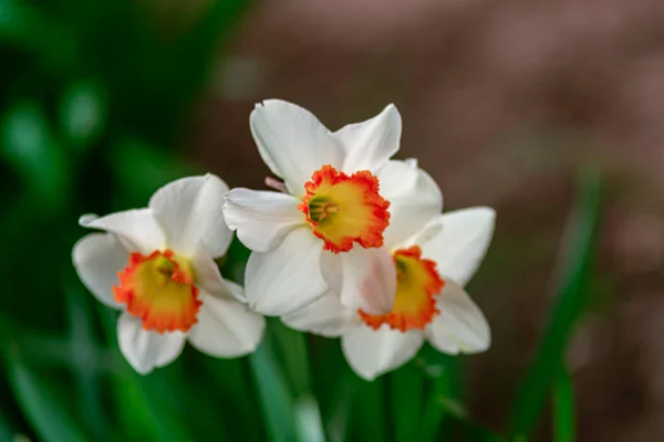Zbliżenie Biały Żonkil Kwiat Cupped Żonkil Carlton Sześć Płatków Żółty — Zdjęcie stockowe