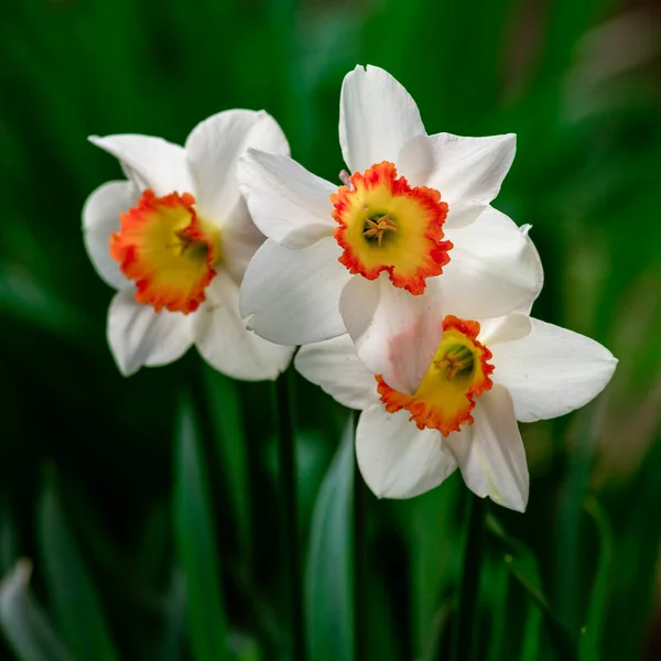 Nahaufnahme Weiße Narzissenblüte Cupped Narzissen Carlton Sechs Blütenblätter Gelb Orange — Stockfoto