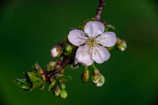 Flores Brancas Uma Árvore Flor Cerejeira Close Primavera Ramo Galho — Fotografia de Stock