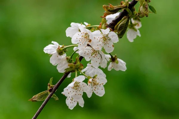 白花樱花紧贴春枝枝条美丽的绿蓝背景音乐柔和柔和的落日背光复制空间 — 图库照片