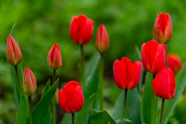 Incredibile Rosso Rosa Tulipano Fiori Fioritura Campo Sfondo Tramonto Luce — Foto Stock