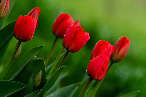 Úžasný Červený Růžový Tulipán Květiny Kvetoucí Pole Pozadí Západ Slunce — Stock fotografie