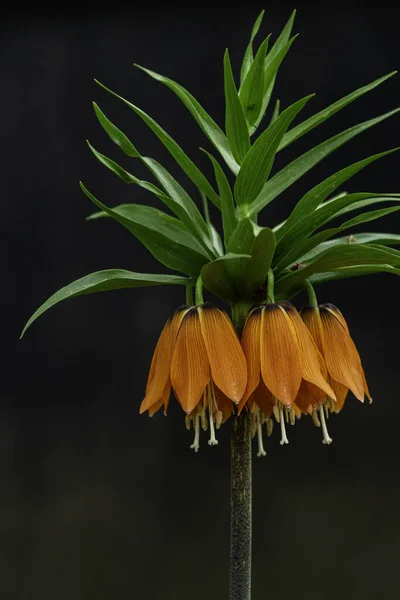 Fritillaria Imperialis Corona Imperiale Fritillaria Imperiale Corona Kaiser Fiori Oro — Foto Stock