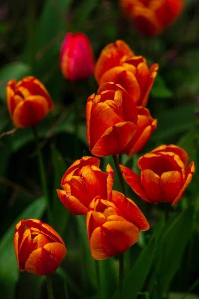 Incroyable Rouge Rose Fleurs Tulipe Fleurs Champ Fond Coucher Soleil — Photo