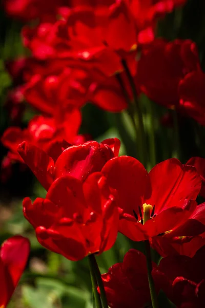 Amazing Punainen Vaaleanpunainen Tulppaani Kukkia Kukkivat Kentän Tausta Auringonlasku Valo — kuvapankkivalokuva