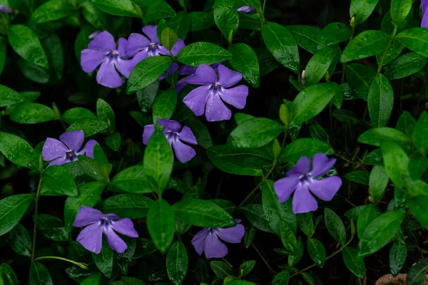 Цветущие Сочные Винча Незначительные Фиолетовые Голубые Цветы Periwinkle Европы Потерять — стоковое фото