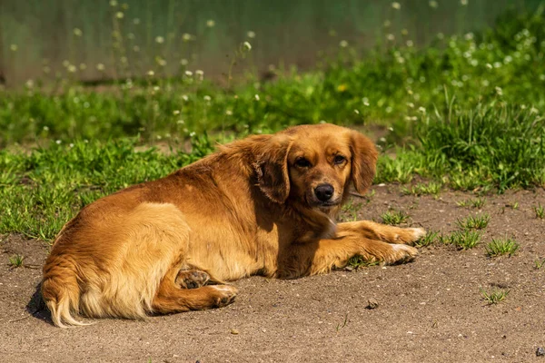 Beleza Golden Retriever Cão Estrada Verde Grama Cão Retrato Deitado — Fotografia de Stock