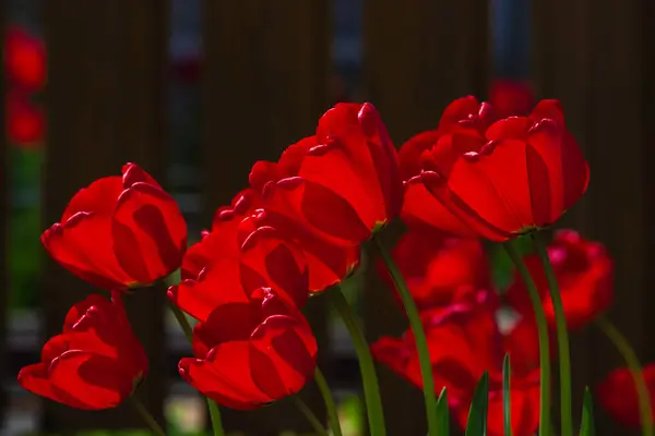 Incredibile Rosso Rosa Tulipano Fiori Fioritura Campo Nero Sfondo Sole — Foto Stock