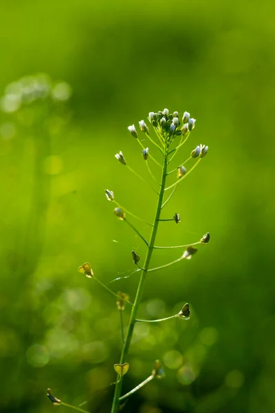 Macro Sluit Green Weide Met Capsella Bursa Pastoris Flower Shepherd — Stockfoto