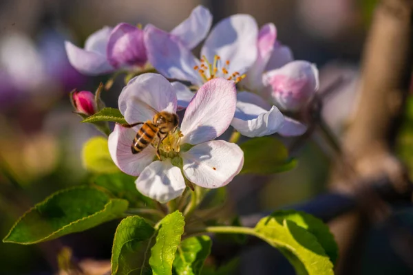 飞蜜蜜蜂采蜜蜜蜂花蜜苹果花 粉红白花萌芽自然新鲜绿色背景美丽的春天花园关门宏观日落复制空间阳光灿烂的一天 — 图库照片