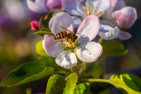飞蜜蜜蜂采蜜蜜蜂花蜜苹果花 粉红白花萌芽自然新鲜绿色背景美丽的春天花园关门宏观日落复制空间阳光灿烂的一天 — 图库照片