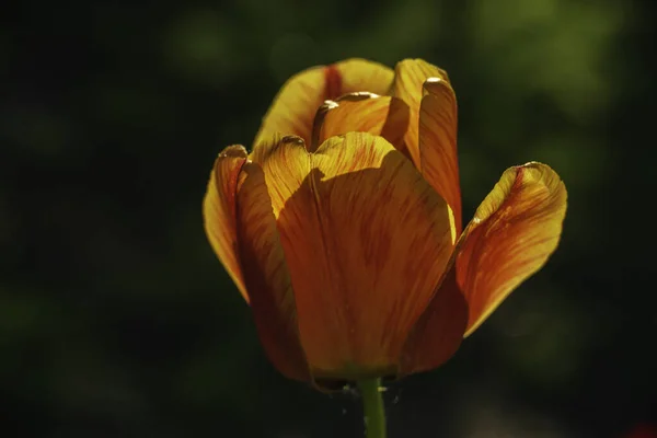 Makro Úžasné Červené Žluté Tulipány Květiny Kvetoucí Pole Černé Pozadí — Stock fotografie
