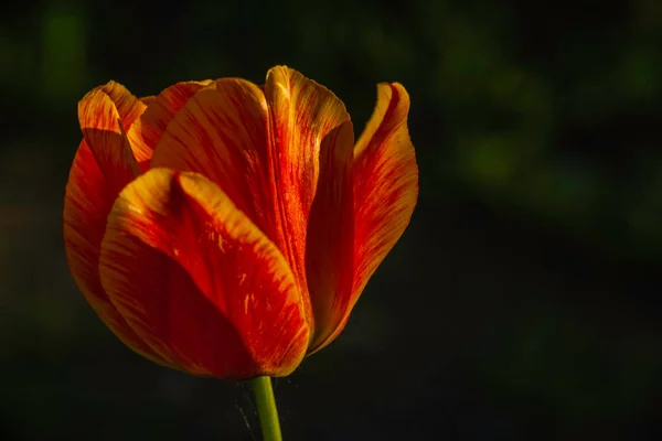 Kırmızı Lale Çiçeklerinin Açtığı Alan Siyah Arkaplan Günbatımı Işık Aşk — Stok fotoğraf