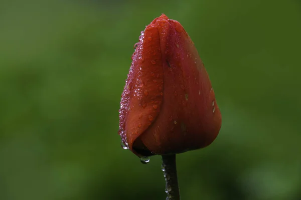 Increíble Rojo Rosa Tulipán Flores Campo Floreciente Fondo Puesta Del —  Fotos de Stock