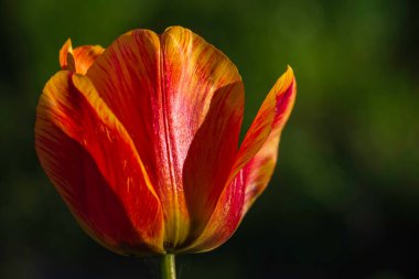 kırmızı lale çiçeklerinin açtığı alan siyah arkaplan günbatımı ışık aşk konsepti güzel sahne tasarımı fotokopi alanı. Pankart kapanışı, bahar kartpostalı, çiçekçi dükkanı, çiçekçi, anneler günü.