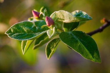 Quince 'in çiçek açan dalını genç yapraklar ve tomurcuklarla kapatın. Yarı açık, güzel, pembe, bahar günbatımı bahçesi. Chaenomeles türünün günbatımı sarı arka planı..