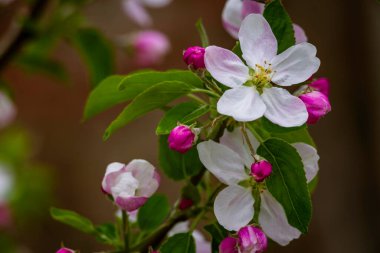 Uçan bal arısı, arı poleni toplayarak elma çiçeği topluyor. Pembe beyaz çiçekler tomurcuklanır taze yeşil arkaplan güzel bahar bahçesi kapar makro gün batımını fotokopi uzayı güneşli gün