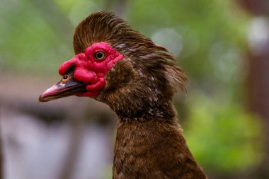 portrait of a domestic dumb duck with Red beak in a hen house, in the pen for chickens in the village, old brown muscovy duck with red nasal corals on a farm at a cloudy day in spring.