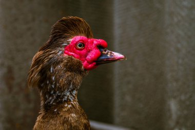 portrait of a domestic dumb duck with Red beak in a hen house, in the pen for chickens in the village, old brown muscovy duck with red nasal corals on a farm at a cloudy day in spring.