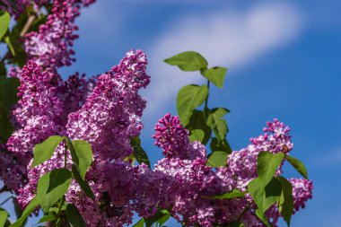 Şırınga müstehcen, leylak ya da sıradan leylak çiçek açan mor çiçekler yeşil arkaplan, dallı buket bahçesini kapat güzel duvar kağıtları hassas gökyüzü PARFUMS Seçici odak kümesi kokulu kopya alanı