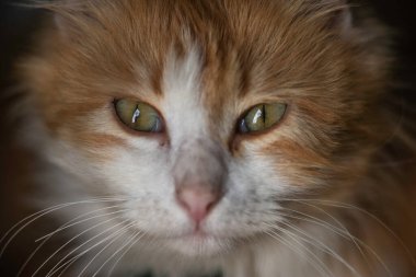 Kibar mavi gözlü kırmızı kedi, küçük kedicik. Zencefilli kedi yavrusu portresi. Mutlu sevimli kedi, güzel pofuduk kırmızı turuncu kedi kameraya bakıyor. Mutlu kedi yavrusu kavramı. Makro maine rakunu.