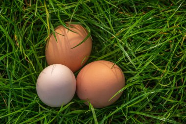 Çiğ Paskalya konsepti beyaz yumurta yeşil çimen arka plan güneşli bahar günü dekorasyonu, afiş fotokopi alanı çiftlikten taze taze organik protein süper yiyecek tavuk yumurtası yuvası, sembol bayramı