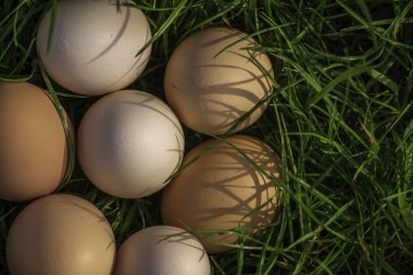 Çiğ Paskalya konsepti beyaz yumurta yeşil çimen arka plan güneşli bahar günü dekorasyonu, afiş fotokopi alanı çiftlikten taze taze organik protein süper yiyecek tavuk yumurtası yuvası, sembol bayramı