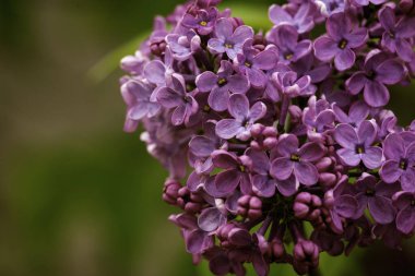 Şırınga müstehcen, leylak ya da sıradan leylak çiçek açan mor çiçekler yeşil arkaplan, dallı buket bahçesini kapat güzel duvar kağıtları hassas gökyüzü PARFUMS Seçici odak kümesi kokulu kopya alanı