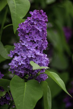Şırınga müstehcen, leylak ya da sıradan leylak çiçek açan mor çiçekler yeşil arkaplan, dallı buket bahçesini kapat güzel duvar kağıtları hassas gökyüzü PARFUMS Seçici odak kümesi kokulu kopya alanı