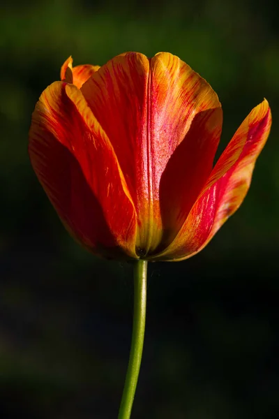 Macro Sorprendente Rosso Giallo Tulipano Fiori Fioritura Campo Nero Sfondo — Foto Stock