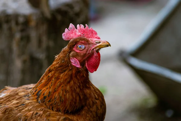 Portrait Red Orpington Chicken Hen Grass Hen Nibbling Green Grass — Stock Photo, Image