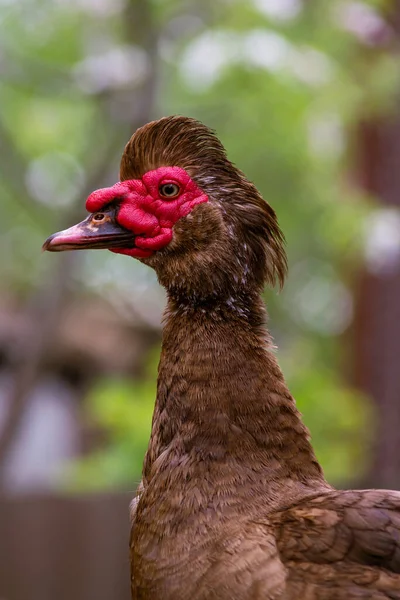 Portrait Domestic Dumb Duck Red Beak Hen House Pen Chickens — Fotografia de Stock