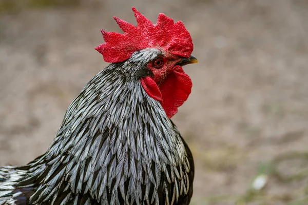 stock image Beautiful cock black white Mottled in the pen for chickens in the village, close-up. beautiful cock. Rooster white yellow red color