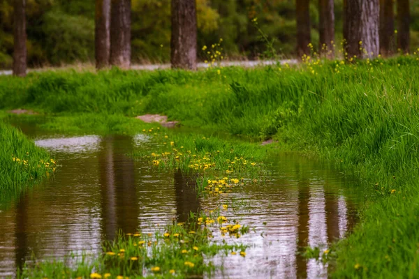 泥泞的大水坑乡村道路绿草场蒲公英森林的概念温暖的春天的日子汽车在雨后的自然乡村风景交通摩尔多瓦奥兰尼斯特河附近的德涅斯特河 — 图库照片