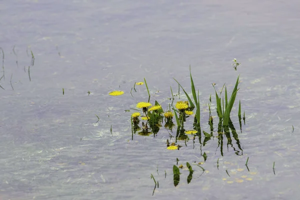 泥泞的大水坑乡村道路绿草场蒲公英森林的概念温暖的春天的日子汽车在雨后的自然乡村风景交通摩尔多瓦奥兰尼斯特河附近的德涅斯特河 — 图库照片