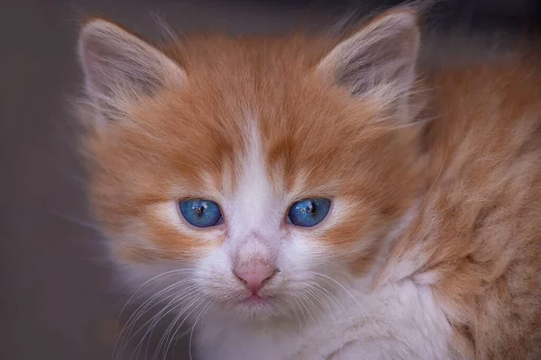 red Cat with kind blue eyes, Little kitten. Portrait cute ginger kitten. happy adorable cat, Beautiful fluffy red orange catoutdoors looking at camera. Concept of happy adorable cat pets close up macro maine coon