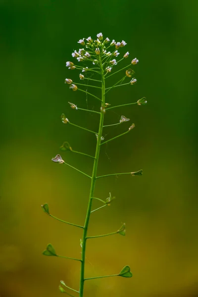 stock image Macro close up Green meadow with Capsella bursa pastoris, Flower of Shepherd's purse. natural background, Wild grass  field Green white flower weed  heart shape pods medicinal plant