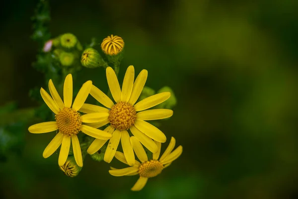 Senecio Squalidus Gelbe Blüten Des Oxford Ragwurzes Rundblick Jacobaea Vulgaris — Stockfoto