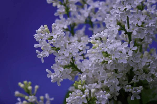 Syringa vulgaris, the lilac or common lilac Blooming white flowers blue background, close up branch Bouquet  garden beautiful wallpaper delicate PARFUMS Selective focus cluster smell copy space.