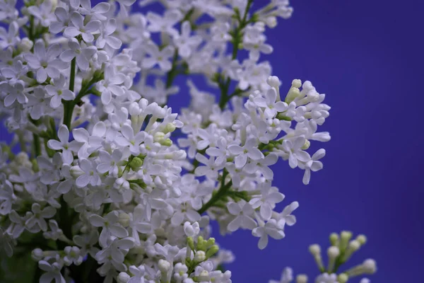 Syringa vulgaris, the lilac or common lilac Blooming white flowers blue background, close up branch Bouquet  garden beautiful wallpaper delicate PARFUMS Selective focus cluster smell copy space.
