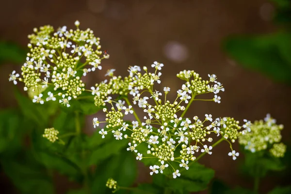 Lepidium Draba Rzeżucha Biała Lub Chomikowata Lub Rzeżucha Biała Kwiaty — Zdjęcie stockowe