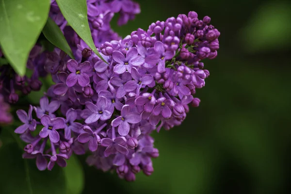 Syringa vulgaris, the lilac or common lilac Blooming purple flowers green background, close up branch Bouquet  garden beautiful wallpaper delicate sky PARFUMS Selective focus cluster smell copy space