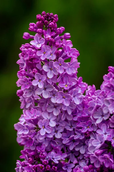 Sringa Valgaris ライラックまたは一般的なライラック紫色の花の緑の背景を開花させ 枝を閉じるブーケガーデン美しい壁紙繊細な空Parfums選択的フォーカスクラスターの匂いコピースペース — ストック写真