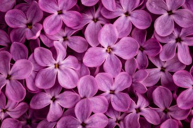 Çiçek açan mor leylak çiçekleri bahar arkaplanı, güzel, zarif, soyut, yumuşak, menekşe tebrik kartı Syringa vulgaris 'i kapat.