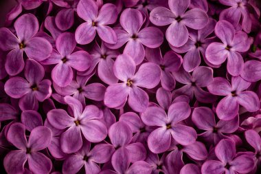 Çiçek açan mor leylak çiçekleri bahar arkaplanı, güzel, zarif, soyut, yumuşak, menekşe tebrik kartı Syringa vulgaris 'i kapat.